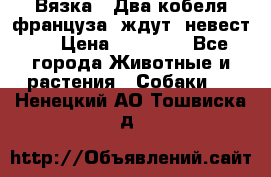  Вязка ! Два кобеля француза ,ждут  невест.. › Цена ­ 11 000 - Все города Животные и растения » Собаки   . Ненецкий АО,Тошвиска д.